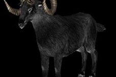 鬼宿是个什么样的星宿