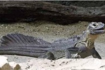 罗布泊食人蜥蜴是楼兰陵墓的守陵人吗