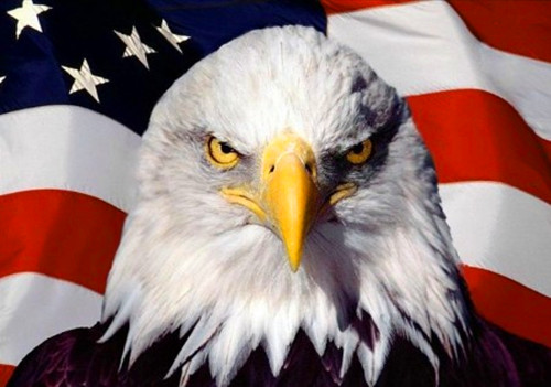 美国白头海雕标志的意义