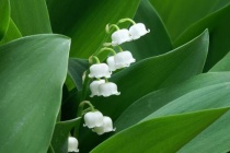 芬兰国花是什么花