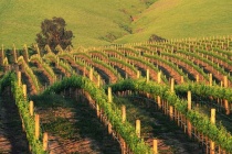 法国格拉夫产区简介