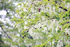 鸽子树是什么植物