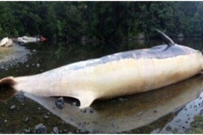 鲸鱼集体自杀之谜