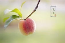 夏至时节农业应该注意什么