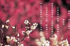 《虞美人·宜州见梅作》译文及赏析