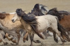 蒙古族识宝传说