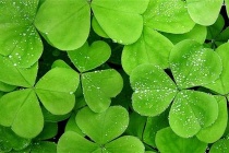 爱尔兰的国花是什么