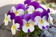 约旦的国家象征