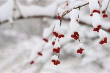 大雪有哪些节日民俗