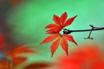 顾况红叶传情的爱情故事