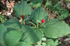 神农架都有哪些珍稀草药