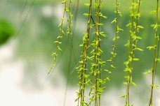 清明节的插柳风俗介绍