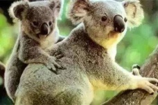 澳大利亚国宝是什么动物