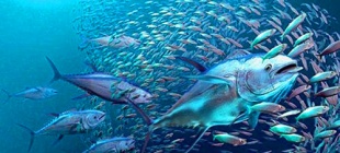 2017年5月2日：世界金枪鱼日设立