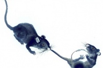 鼠的生肖神话与民俗