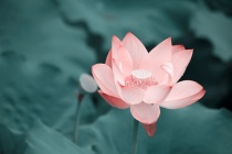 《爱莲说》包含了周敦颐什么思想
