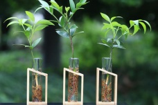 植物神秘的心灵感应