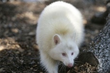 神农架白色动物之谜