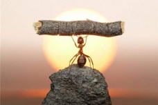 神秘的蚂蚁王国