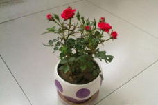 植物神秘的心灵感应