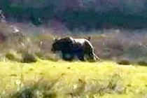 英国大猫的目击事件