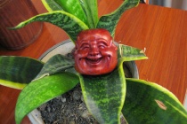 植物也有喜怒哀乐吗