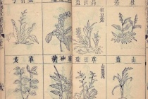 《本草纲目》：中医瑰宝 药物巨典