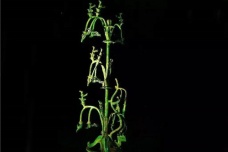 三星堆青铜神树和西方文明有什么联系