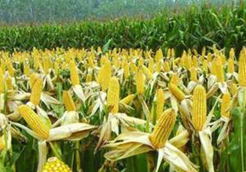玉米的故乡