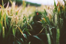 芒种的节气含义