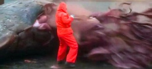 2004年1月26日：台南抹香鲸爆炸事件