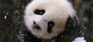 1993年9月22日：国际熊猫节