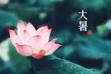 关于大暑的诗词