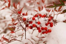 大雪节气诗鉴赏