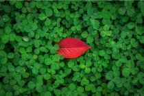 植物神秘的心灵感应