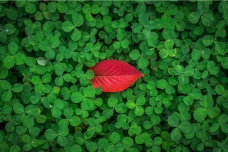 植物神秘的心灵感应