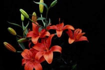 智利国花是什么花