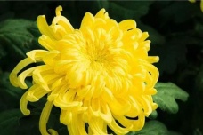菊花在日本的意义