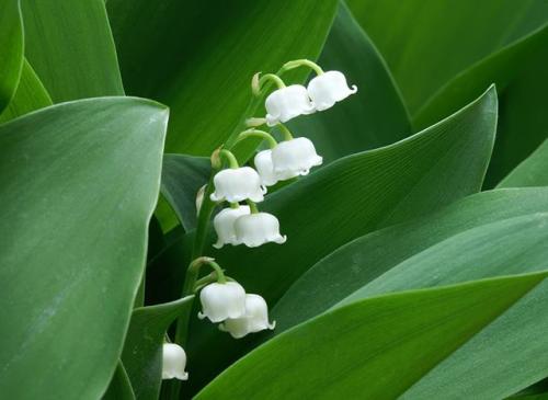 芬兰国花是什么