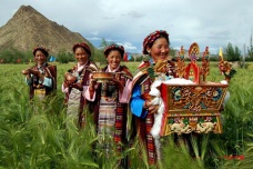 望果节是什么节日