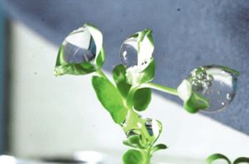 植物能接收太空发来的信号