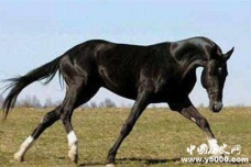 《水浒传》中的三大名马