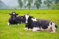 美国乳牛之州是哪里