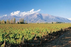 智利环境对葡萄酒业有什么影响