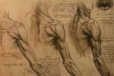 达芬奇的解剖精确度究竟有多高