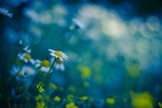 后世对雪莱的评价