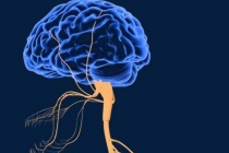 人类的智慧从哪里来