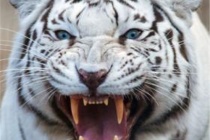 白虎神兽的形象来由