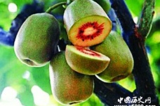 秦始皇寻找不死药到底是什么