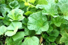 秦朝的饮食习惯